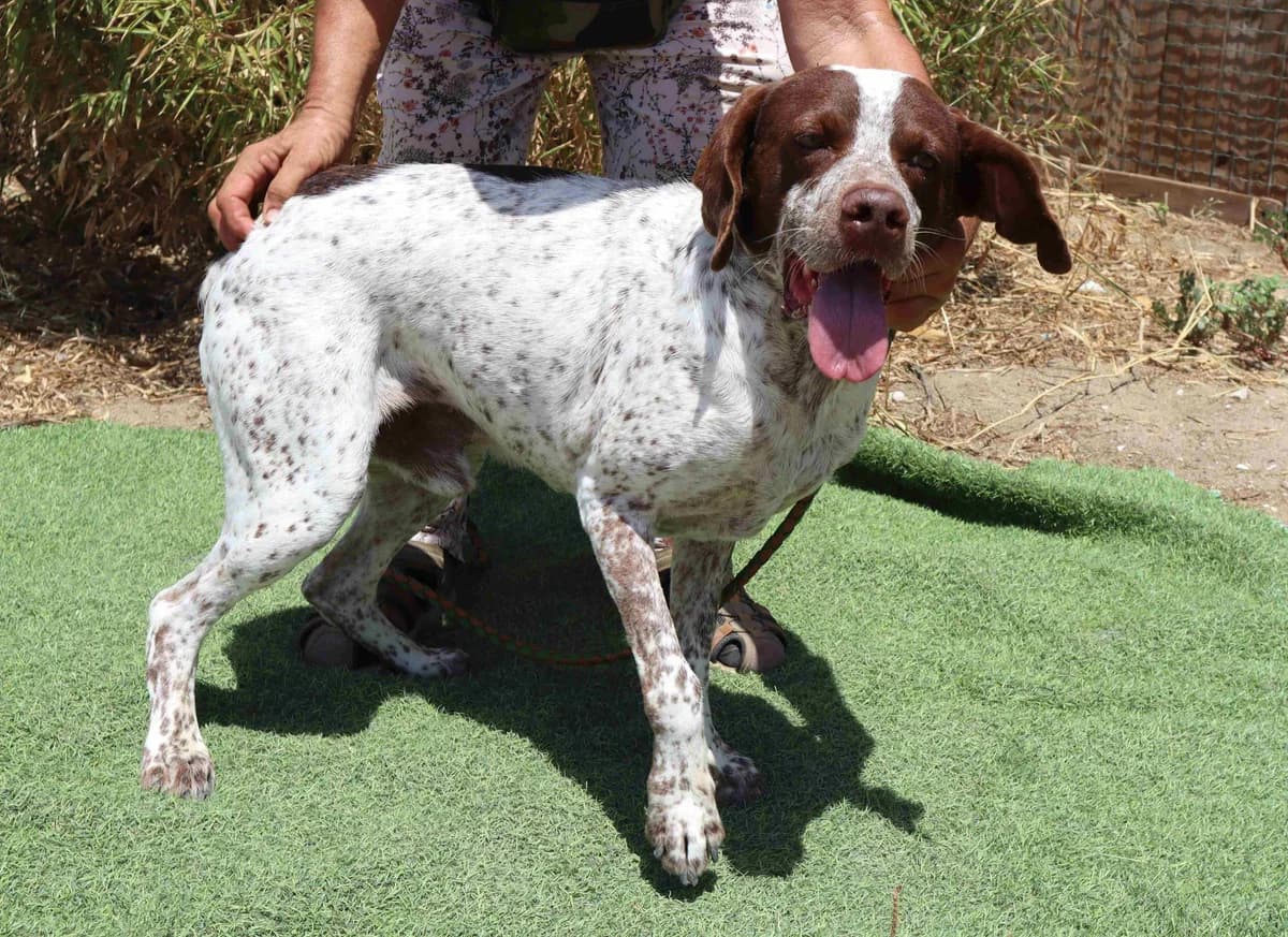PILOTO, Branco e Castanho male senior mixed breed for adoption at O Cantinho da Milu, Lisbon