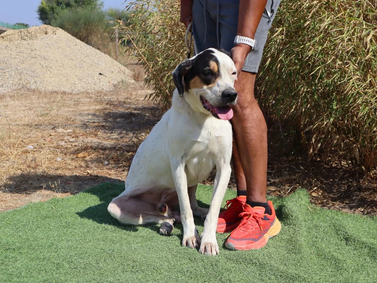RICKY, Mixed Breed (O Cantinho da Milu)