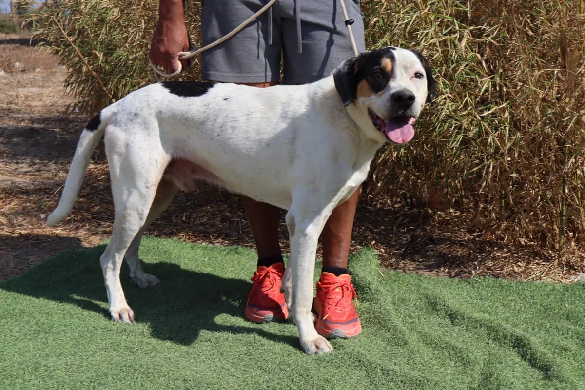 RICKY, Branco e Preto male senior Mixed Breed for adoption at O Cantinho da Milu, Lisbon