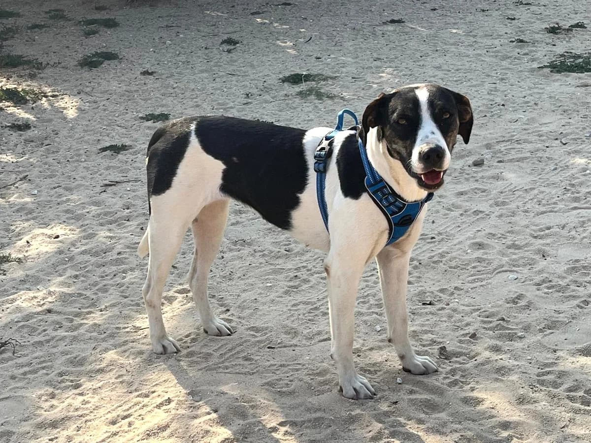 CARINHA, Branco e Castanho female young Mixed Breed for adoption at O Cantinho da Milu, Lisbon