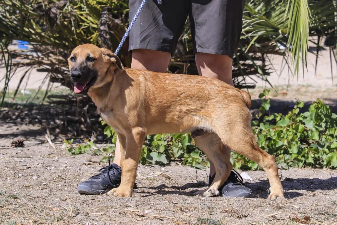 BEAU, Mixed Breed (O Cantinho da Milu)