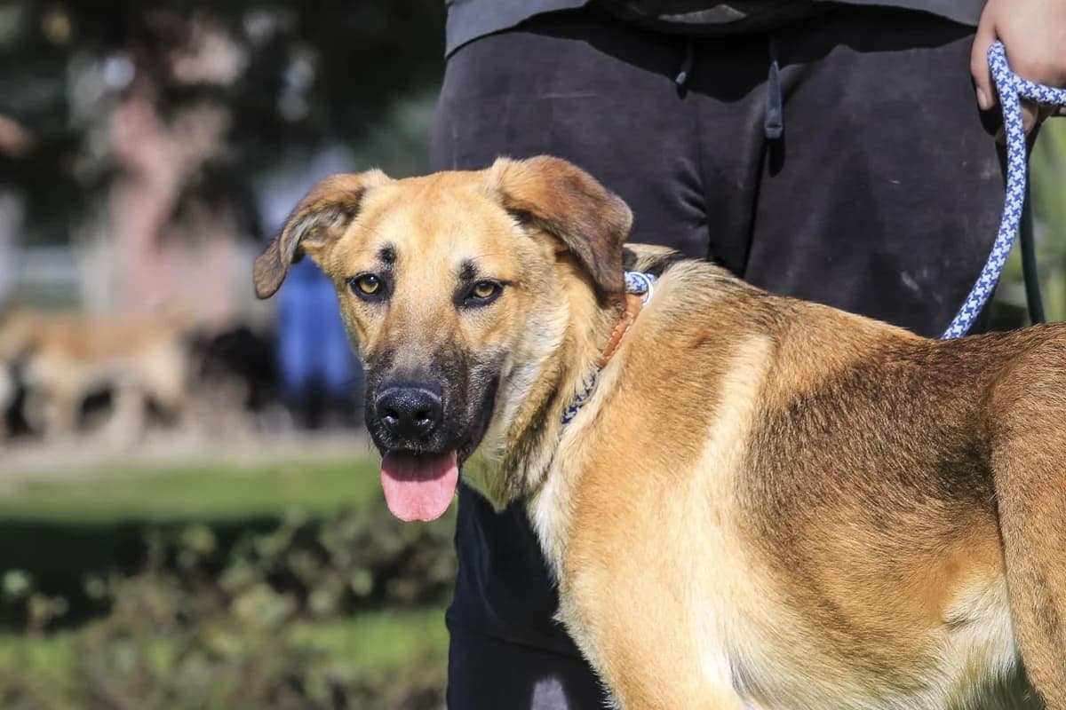 BRUNO, Castanho male young Mixed Breed for adoption at O Cantinho da Milu, Lisbon