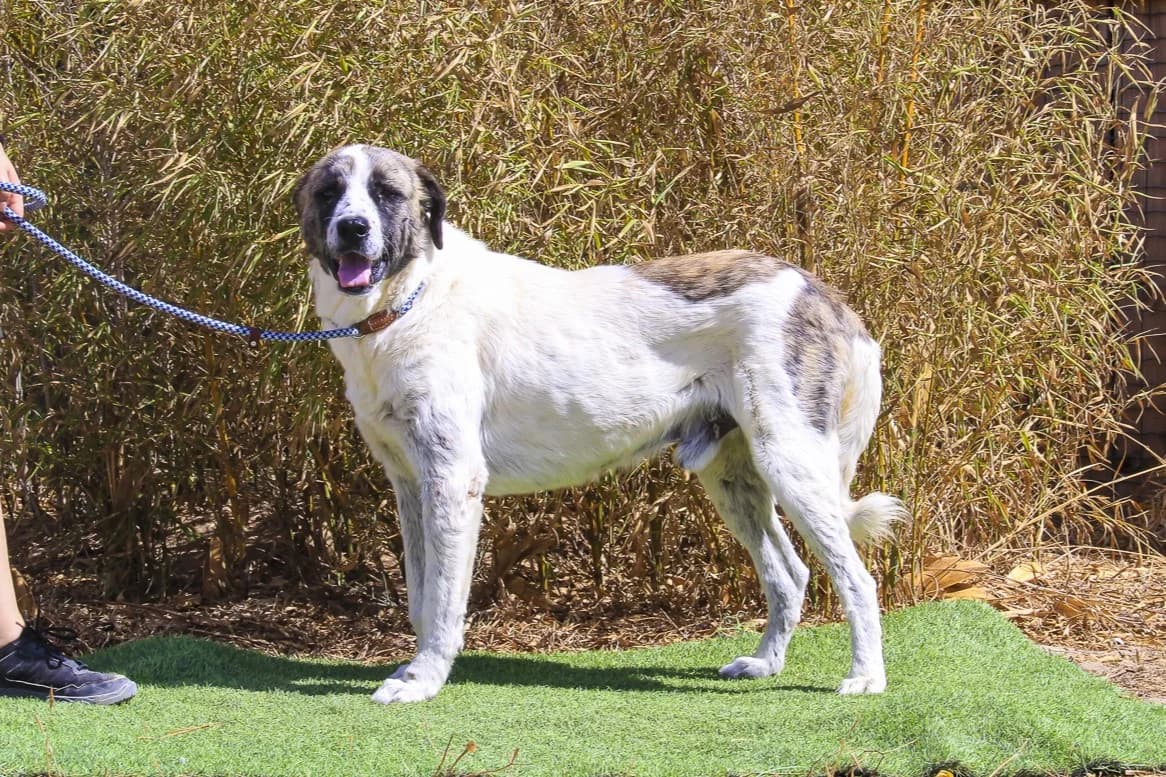 JOAQUIM, Branco e Castanho male senior mixed breed for adoption at O Cantinho da Milu, Lisbon
