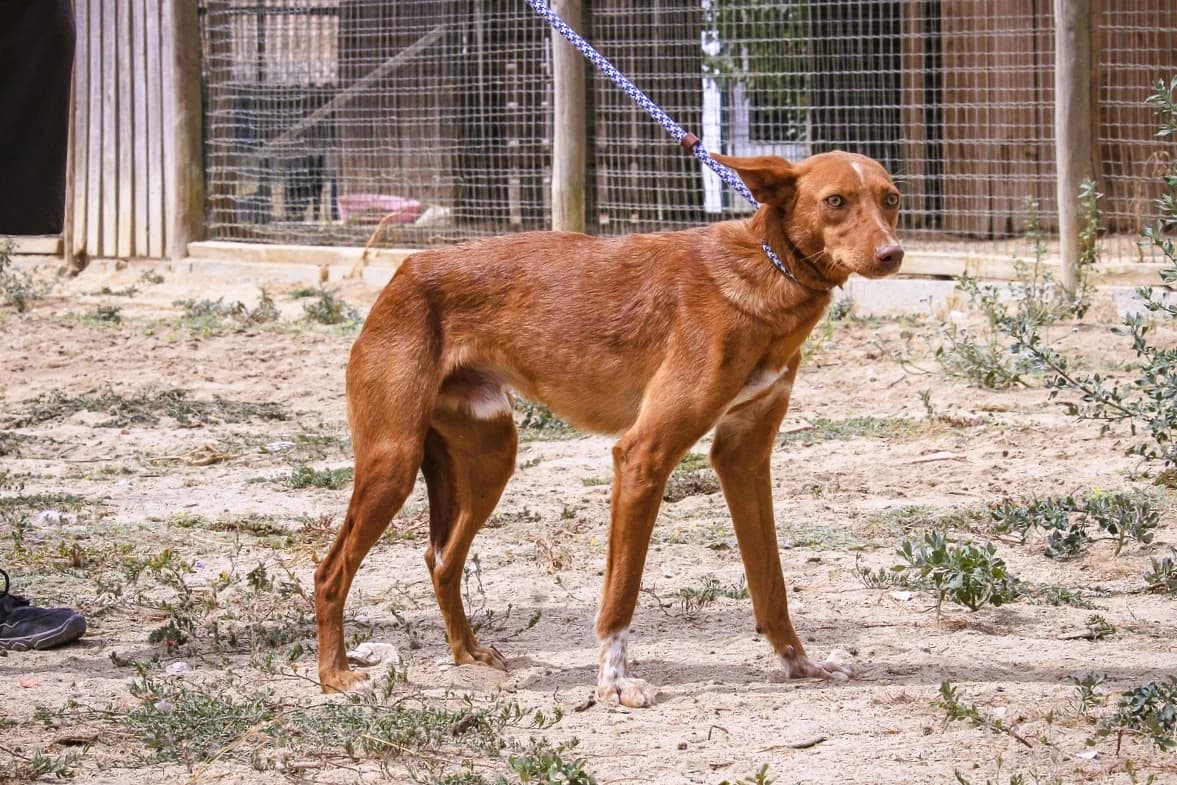 CHAMPI, Castanho e Branco male young mixed breed for adoption at O Cantinho da Milu, Lisbon