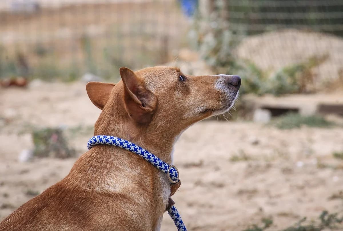 SMILLA, Castanho e Branco female 3yo Podenco for adoption at O Cantinho da Milu, Lisbon
