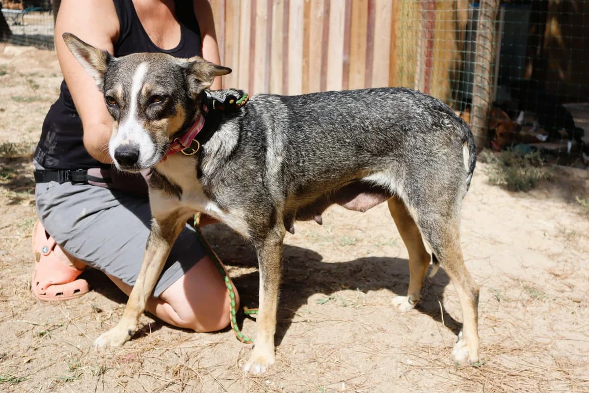 CARRIE, Mixed Breed (O Cantinho da Milu)