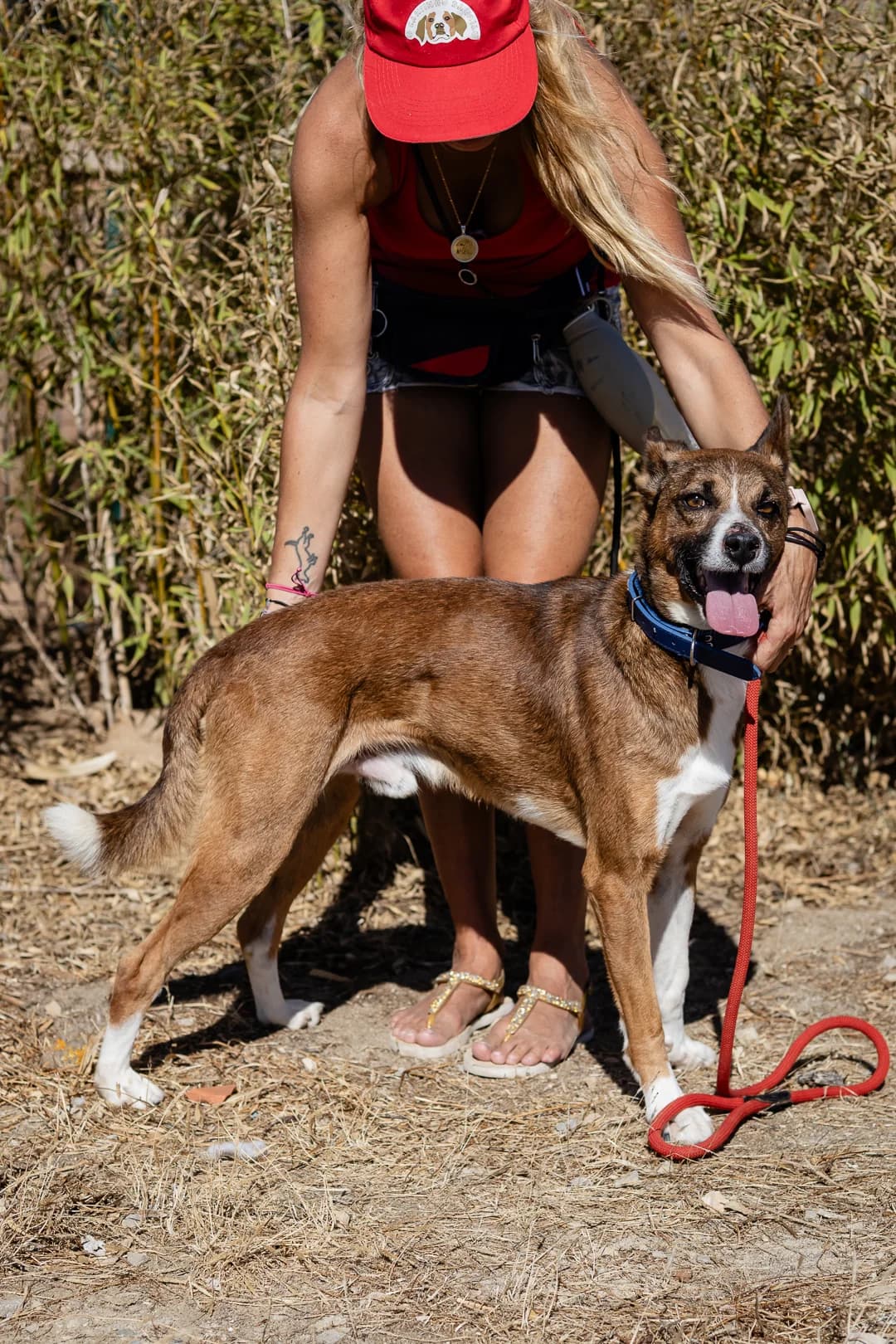 CRAVO, Castanho e Branco male 6yo Mixed Breed for adoption at O Cantinho da Milu, Lisbon