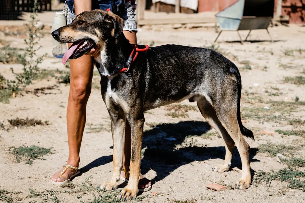 JASON, Castanho male Mixed Breed for adoption at O Cantinho da Milu, Lisbon