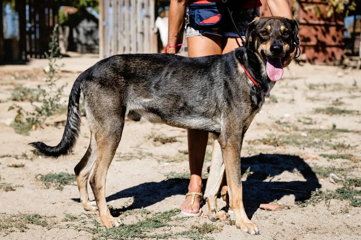 JASON, Castanho male young Mixed Breed for adoption at O Cantinho da Milu, Lisbon