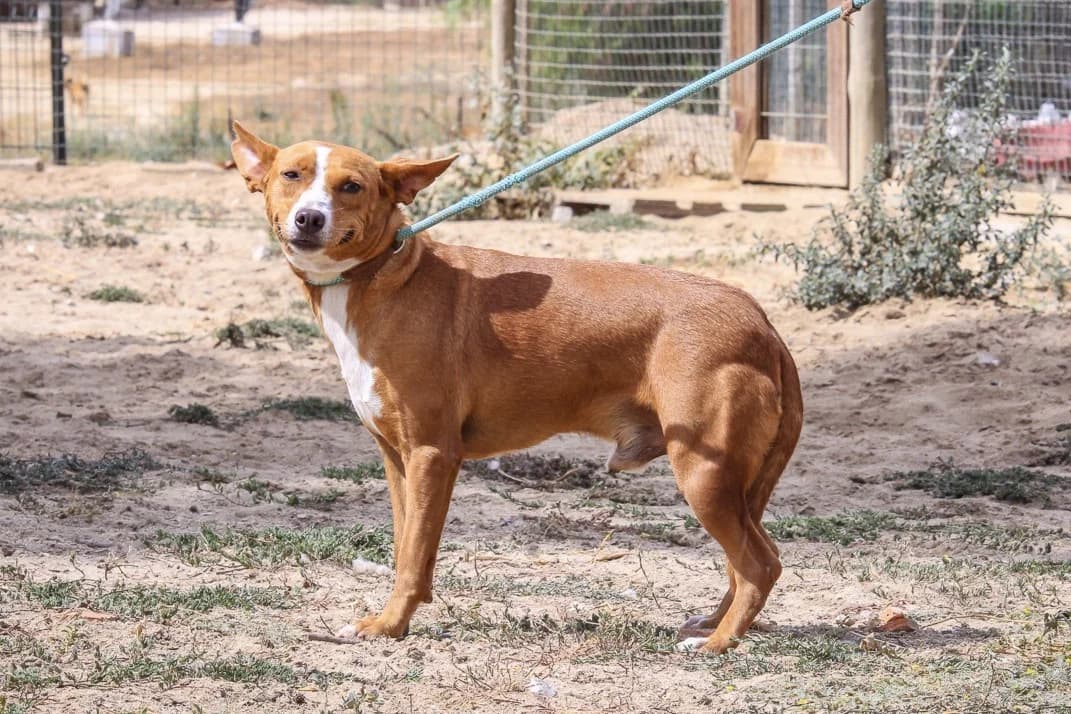 TINSEL, Castanho e Branco male young mixed breed for adoption at O Cantinho da Milu, Lisbon