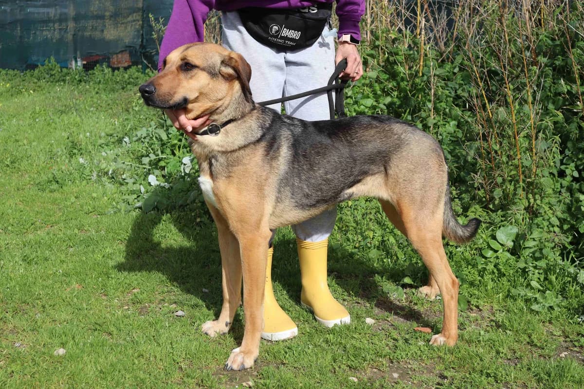JOSY, Preto e Castanho female young Mixed Breed for adoption at O Cantinho da Milu, Lisbon