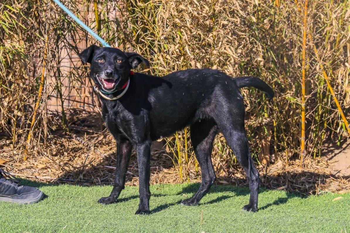 MELLY, Mixed Breed (O Cantinho da Milu)
