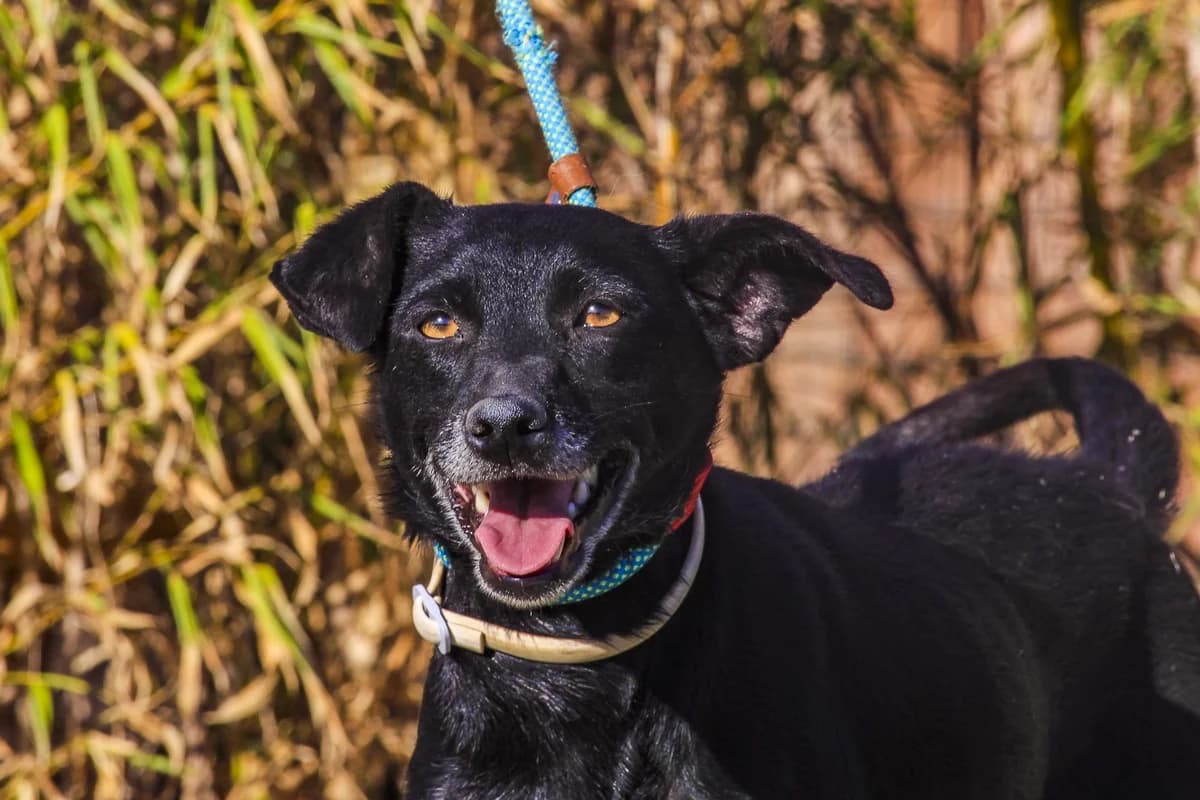 MELLY, Preto female senior Mixed Breed for adoption at O Cantinho da Milu, Lisbon