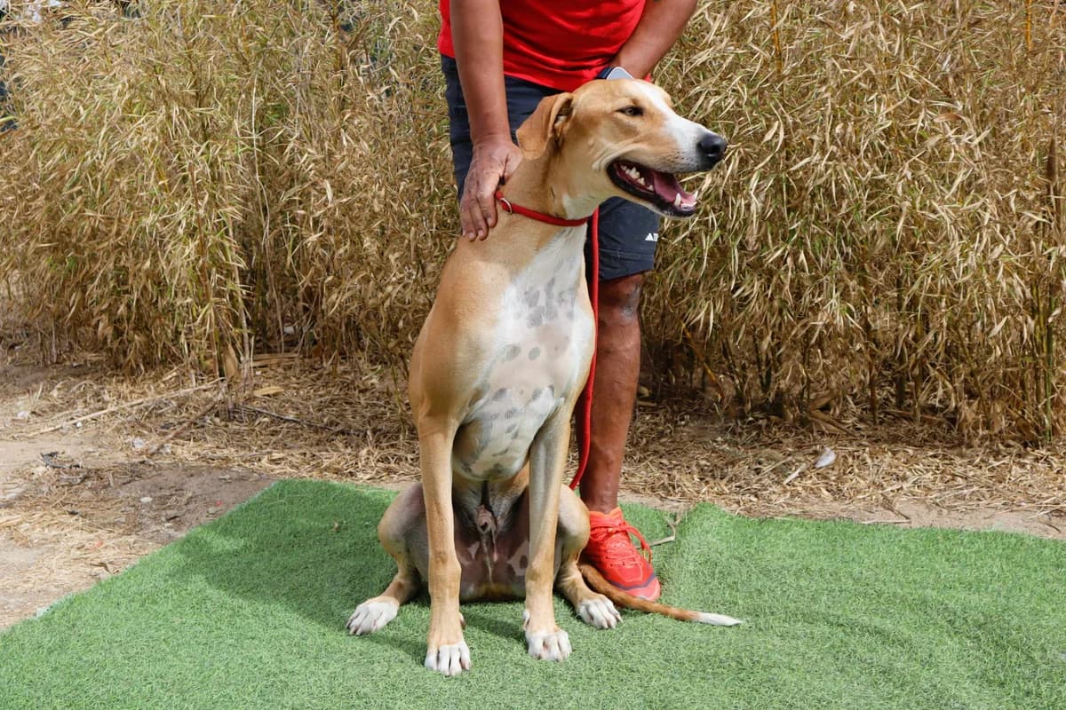 ENZO, Castanho e Branco male 3yo Galgo Español for adoption at O Cantinho da Milu, Lisbon