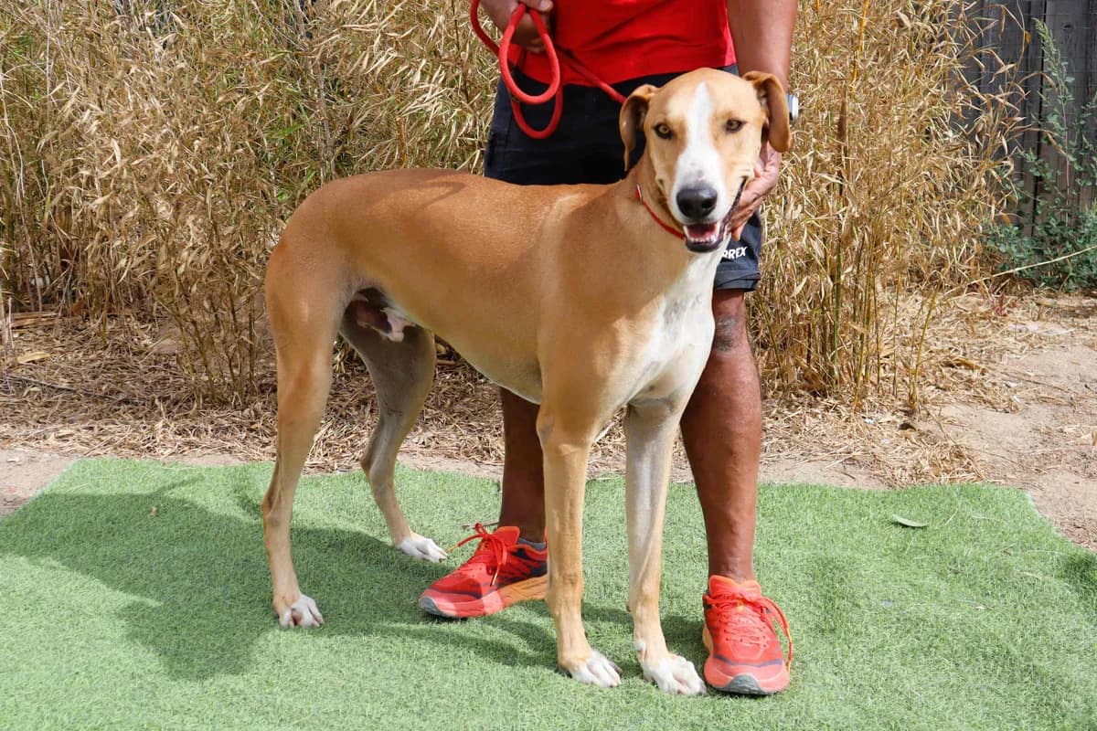 ENZO, Castanho e Branco male 3yo Galgo Español for adoption at O Cantinho da Milu, Lisbon