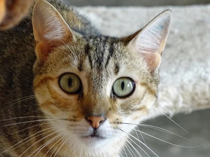 Tiger, female Mixed Breed for adoption at Bianca APS
