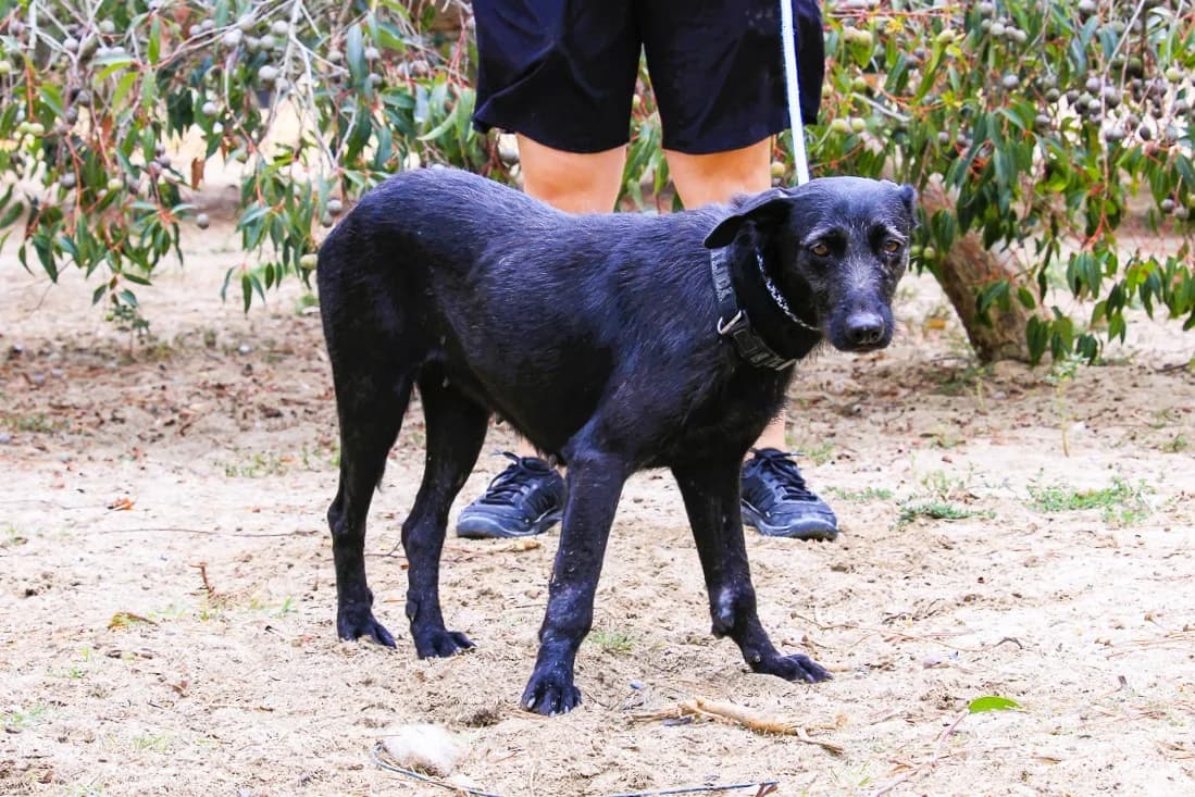 KOA, Mixed Breed (O Cantinho da Milu)