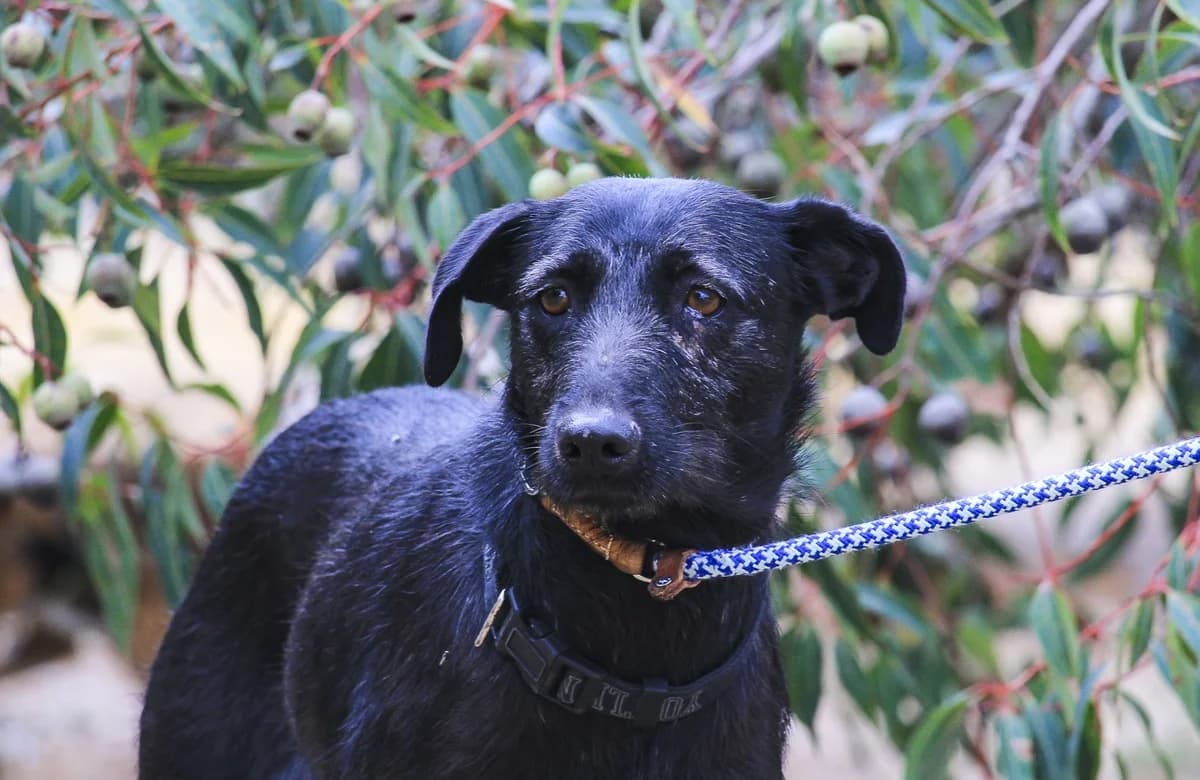KOA, Preto female 3yo Mixed Breed for adoption at O Cantinho da Milu, Lisbon