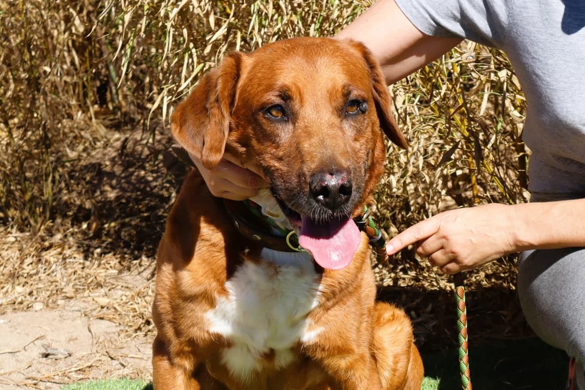 WIZZ, Mixed Breed (O Cantinho da Milu)