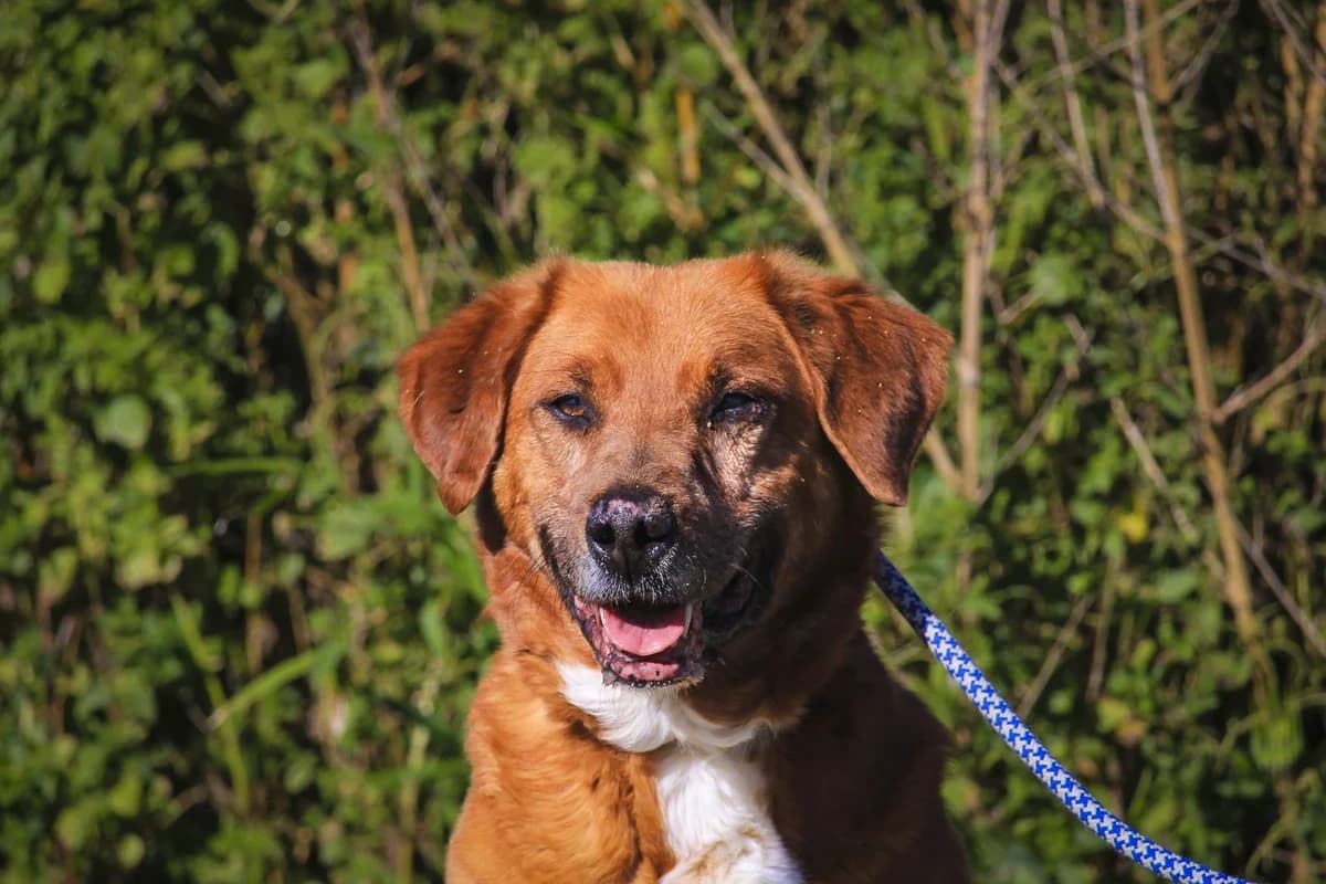 WIZZ, Castanho male senior Mixed Breed for adoption at O Cantinho da Milu, Lisbon