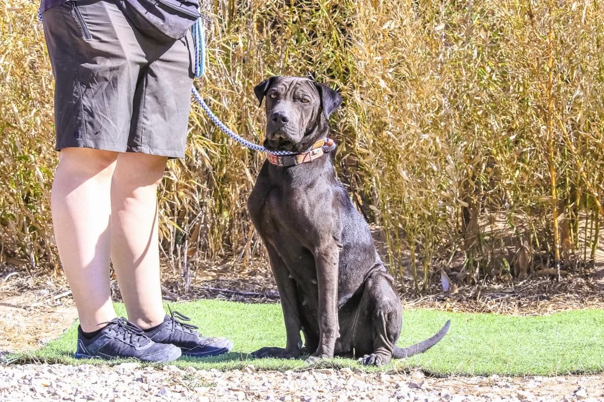 JOOMA, Preto female young mixed breed for adoption at O Cantinho da Milu, Lisbon
