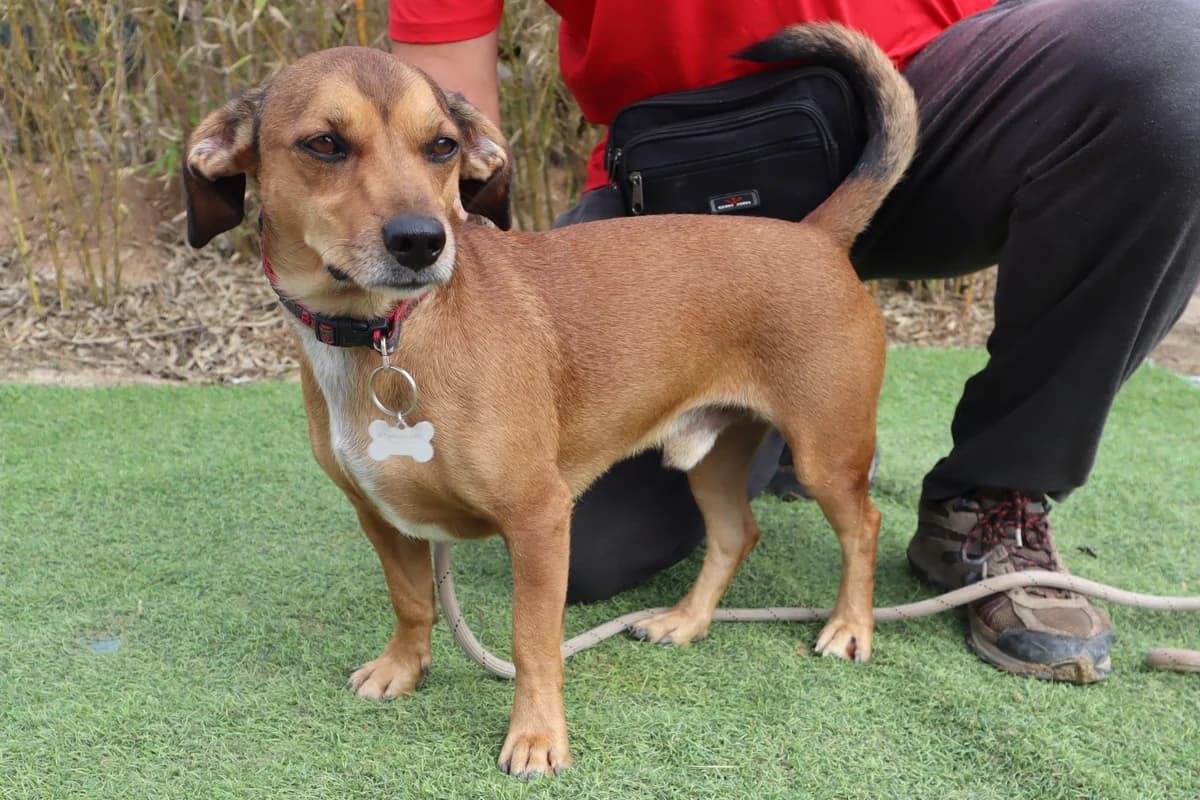 SNOOPY, Mixed Breed (O Cantinho da Milu)