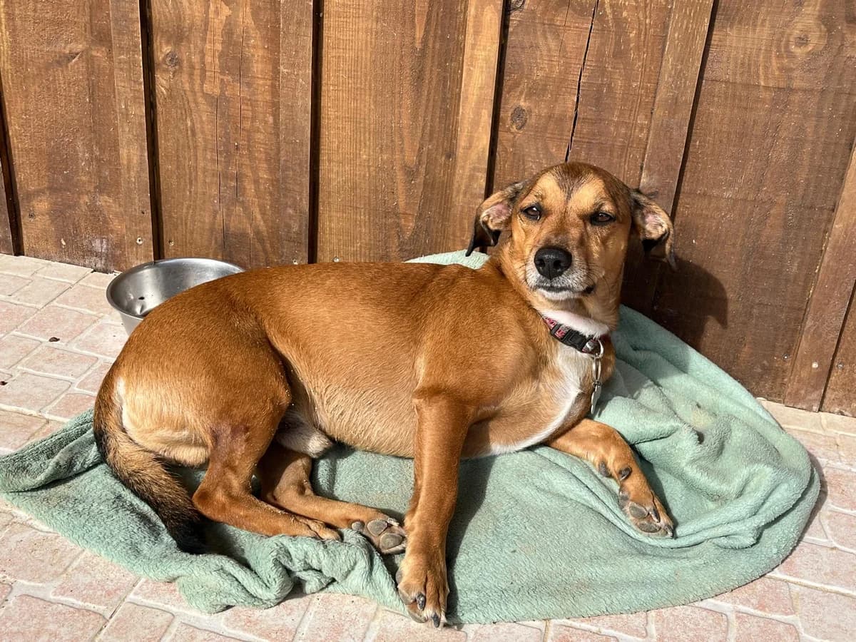 SNOOPY, Castanho male young Mixed Breed for adoption at O Cantinho da Milu, Lisbon