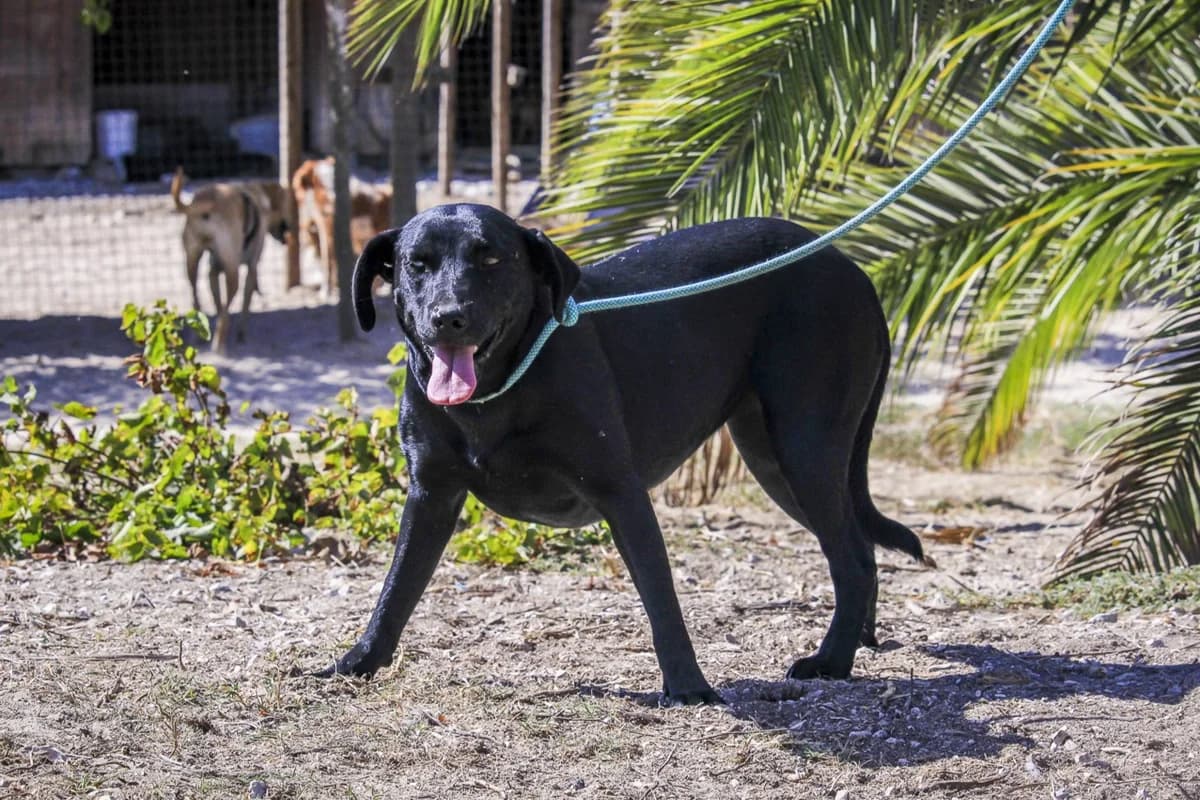 ALLY, Labrador Retriever (O Cantinho da Milu)