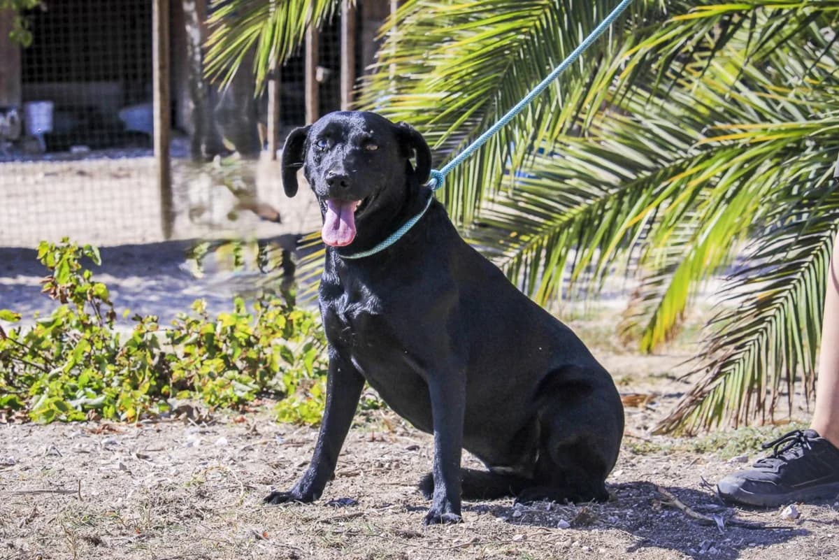 ALLY, Preto female 4yo Labrador Retriever for adoption at O Cantinho da Milu, Lisbon