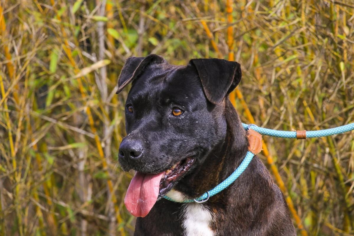 POPOTA, Preto e Branco female 7yo Mixed Breed for adoption at O Cantinho da Milu, Lisbon