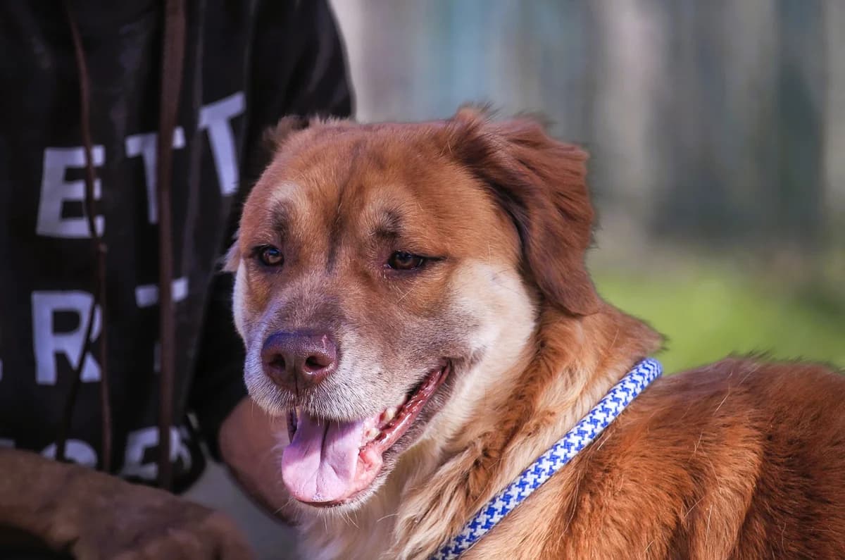ELISA, Mixed Breed (O Cantinho da Milu)
