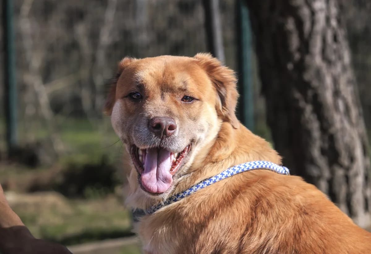 ELISA, Castanho female 3yo Mixed Breed for adoption at O Cantinho da Milu, Lisbon