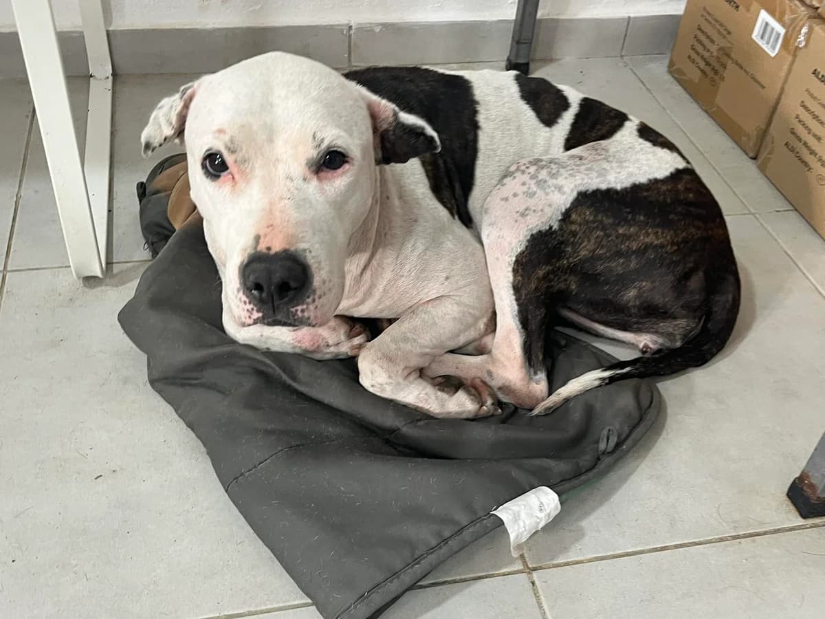 PANDA, Branco e Preto female 4yo Pit Bull Terrier for adoption at O Cantinho da Milu, Lisbon