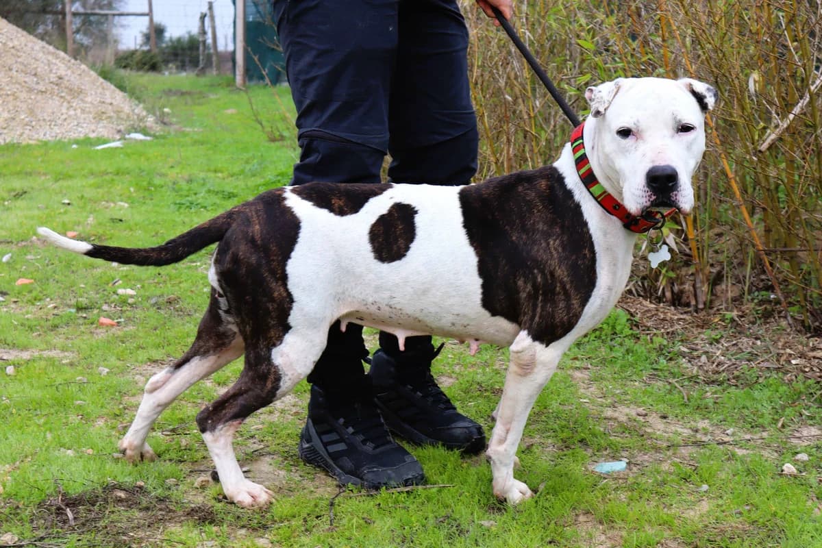PANDA, Branco e Preto female 4yo Pit Bull Terrier for adoption at O Cantinho da Milu, Lisbon