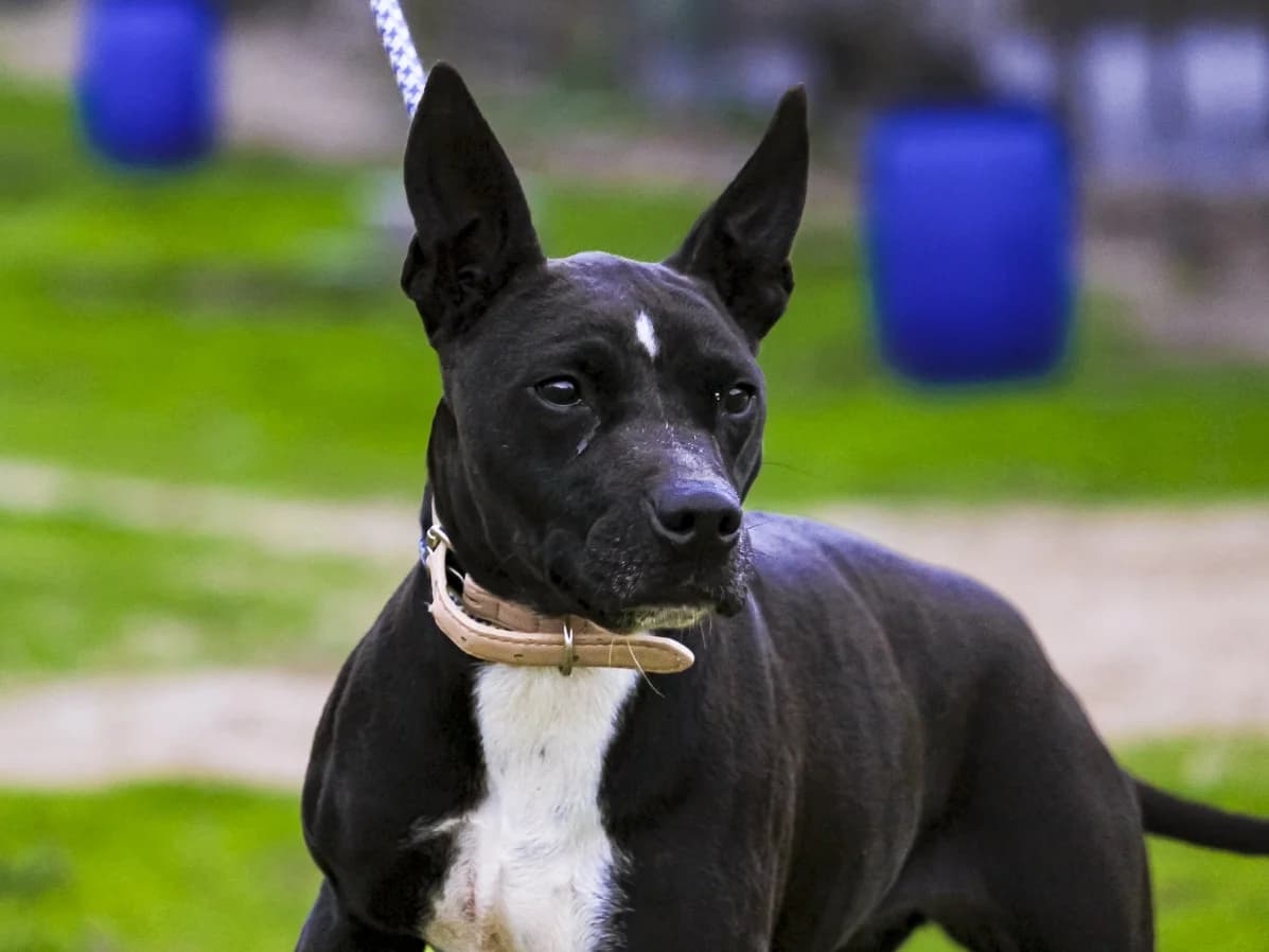 ZOE, Preto e Branco female 4yo Pit Bull Terrier for adoption at O Cantinho da Milu, Lisbon