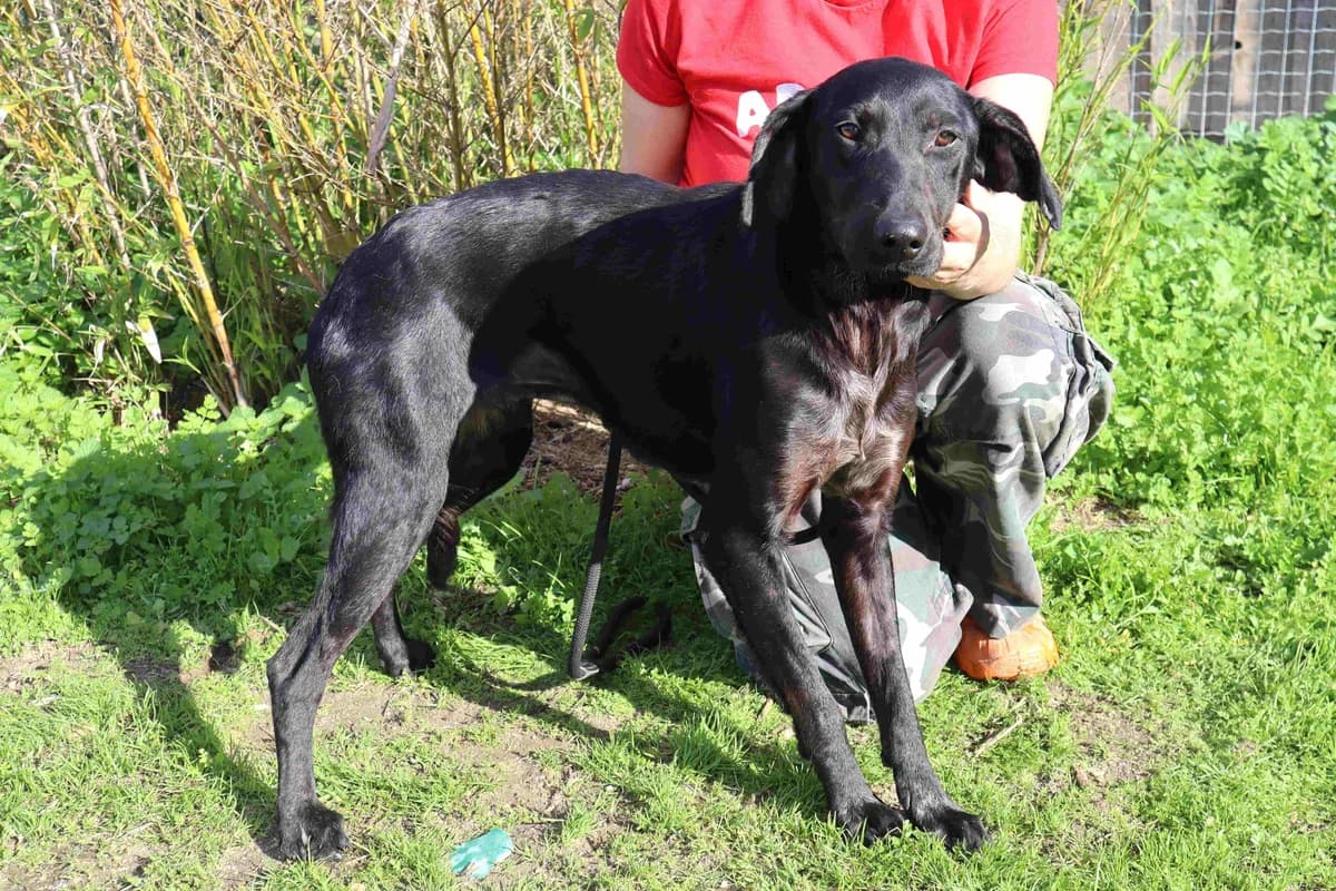 ONIX, Preto male 5yo Mixed Breed for adoption at O Cantinho da Milu, Lisbon