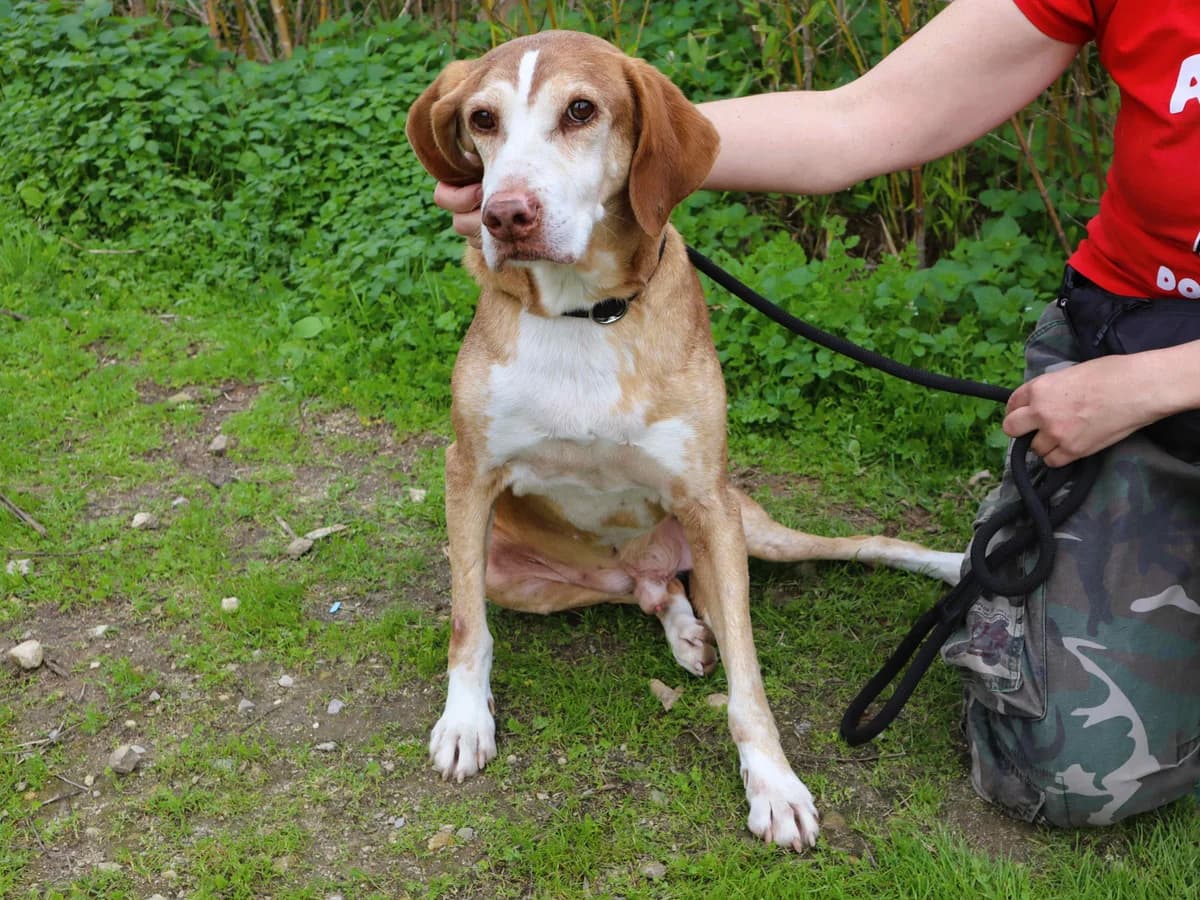 ARCHIE, Castanho male senior Mixed Breed for adoption at O Cantinho da Milu, Lisbon
