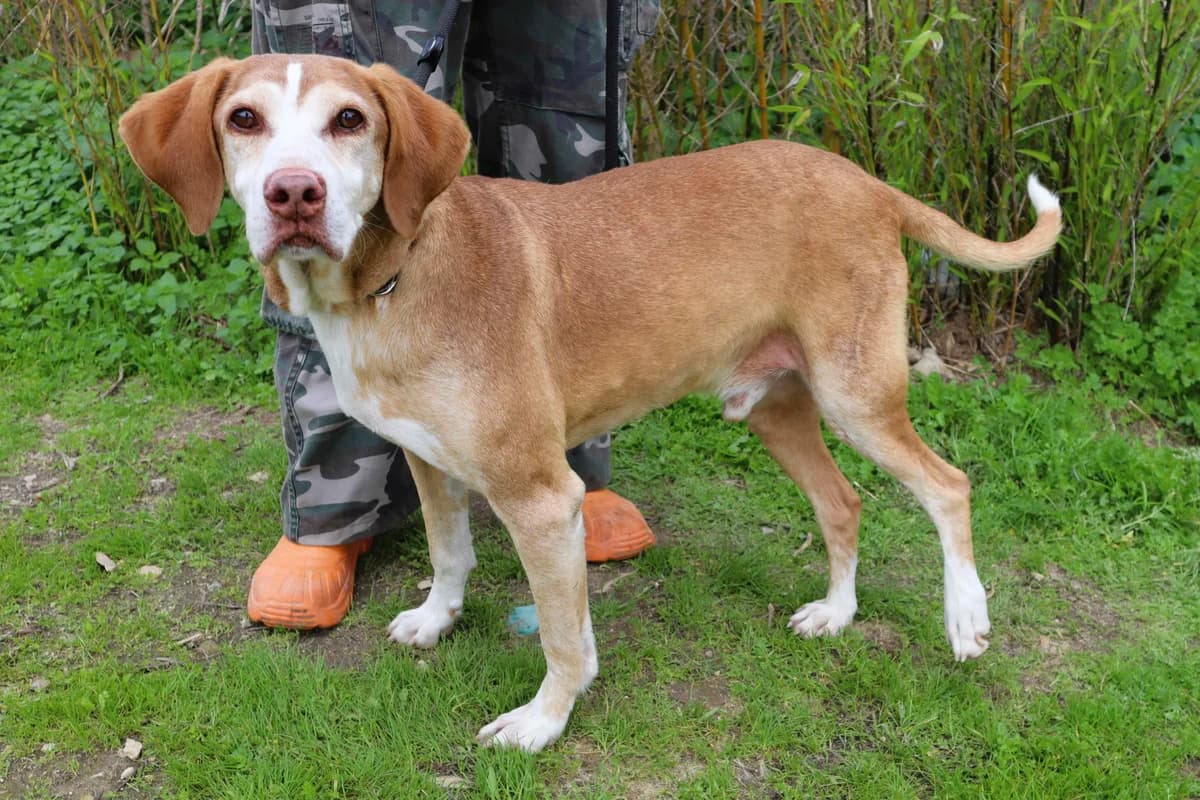 ARCHIE, Castanho male senior Mixed Breed for adoption at O Cantinho da Milu, Lisbon
