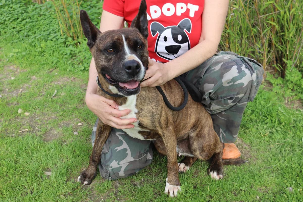 MARA, Mixed Breed (O Cantinho da Milu)