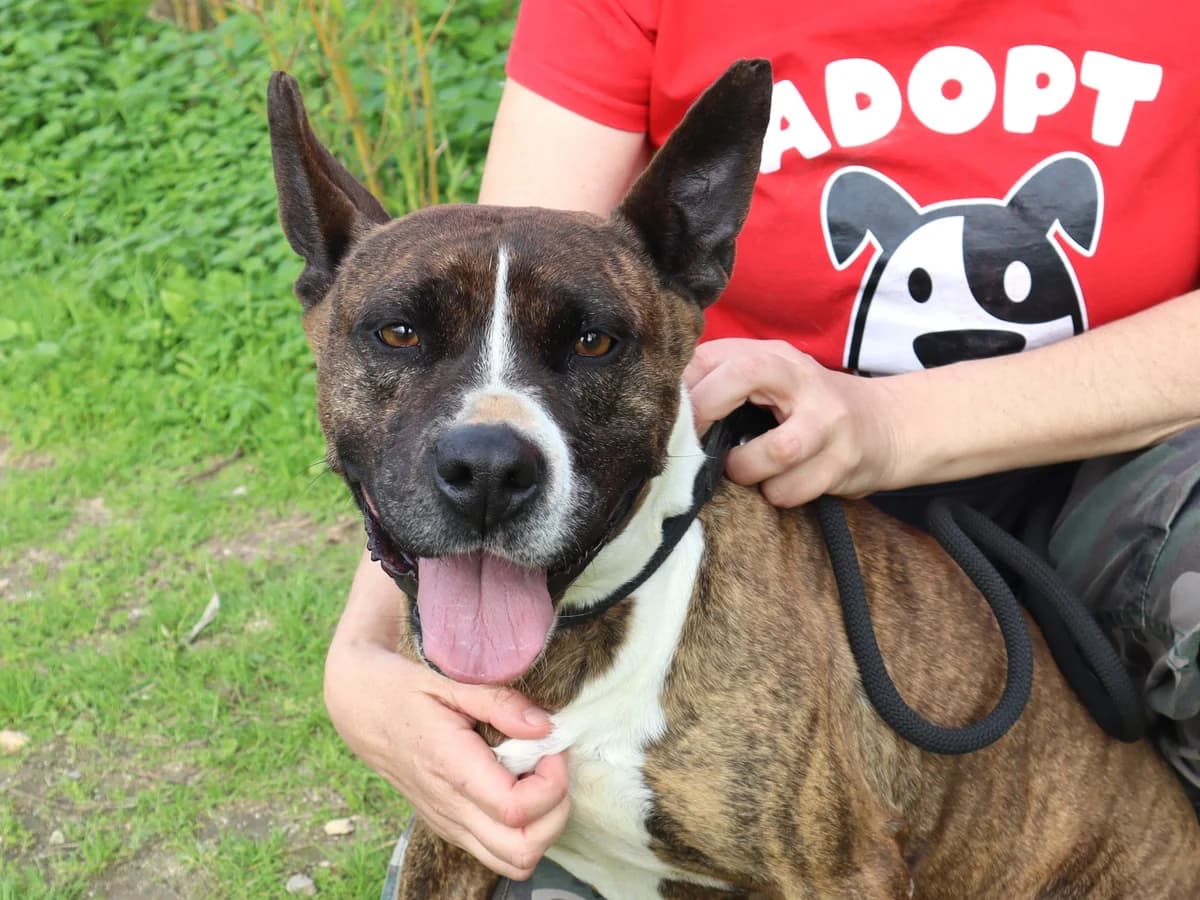 MARA, Tigrado female 5yo Mixed Breed for adoption at O Cantinho da Milu, Lisbon