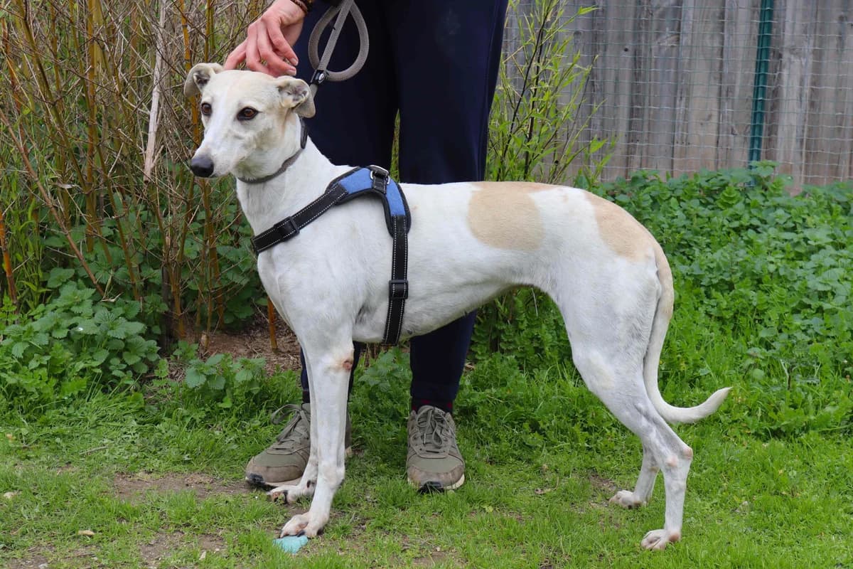 TNI, Branco e Amarelo female 6yo Mixed Breed for adoption at O Cantinho da Milu, Lisbon
