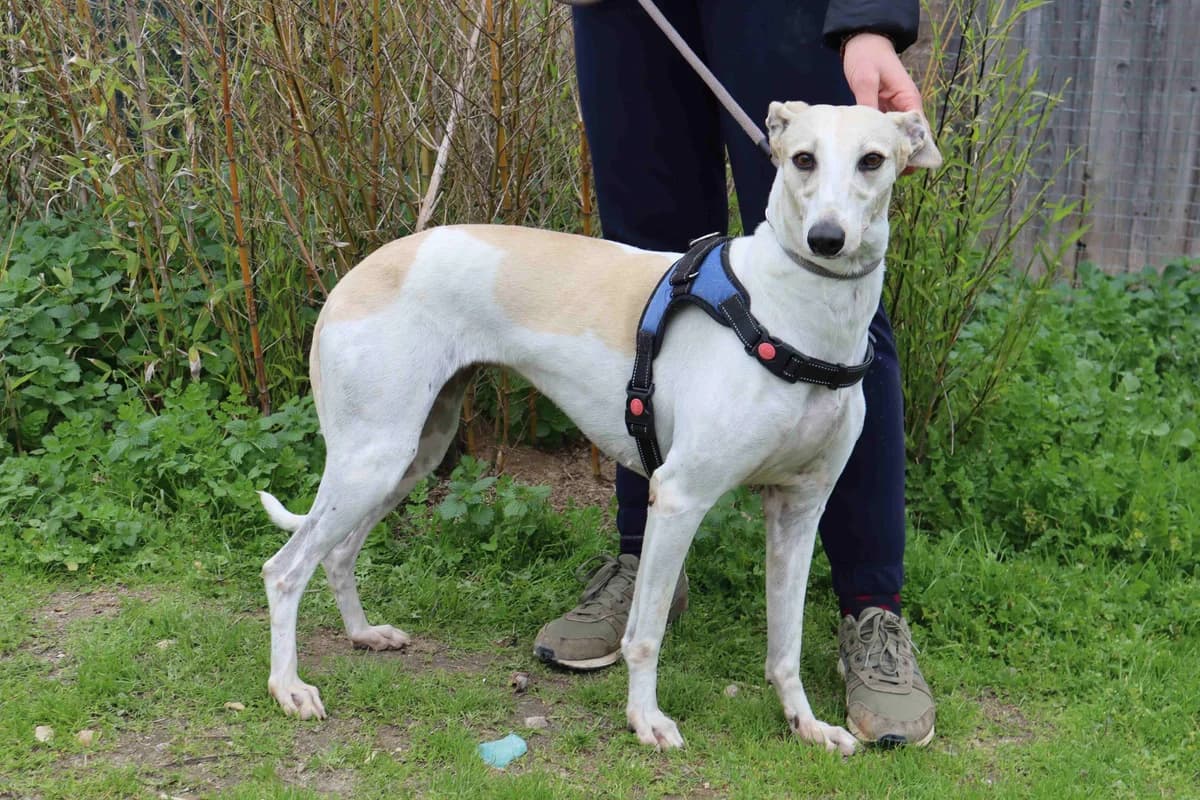 TINI, Branco e Amarelo female 6yo Galgo Español for adoption at O Cantinho da Milu, Lisbon