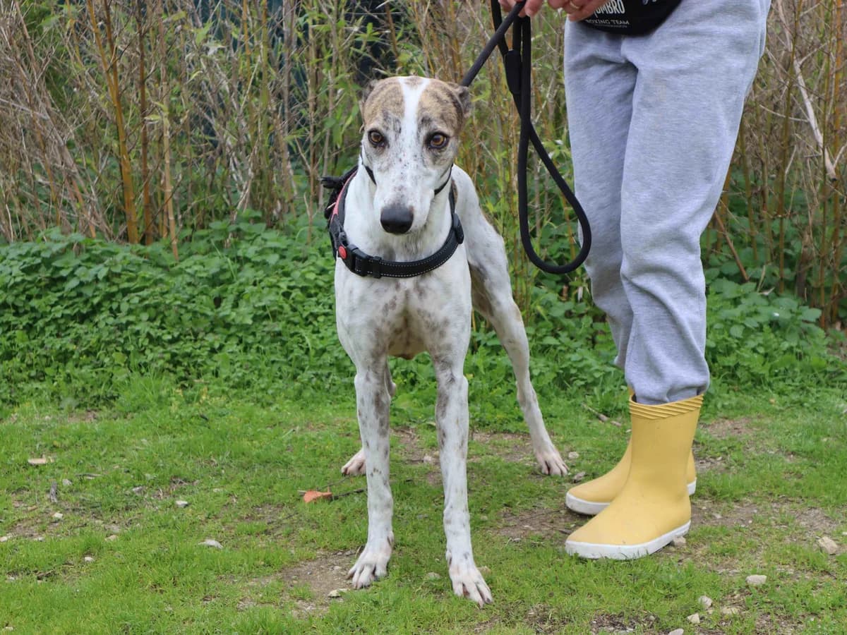 CHARLIE, Branco e Castanho female 6yo Galgo Español for adoption at O Cantinho da Milu, Lisbon