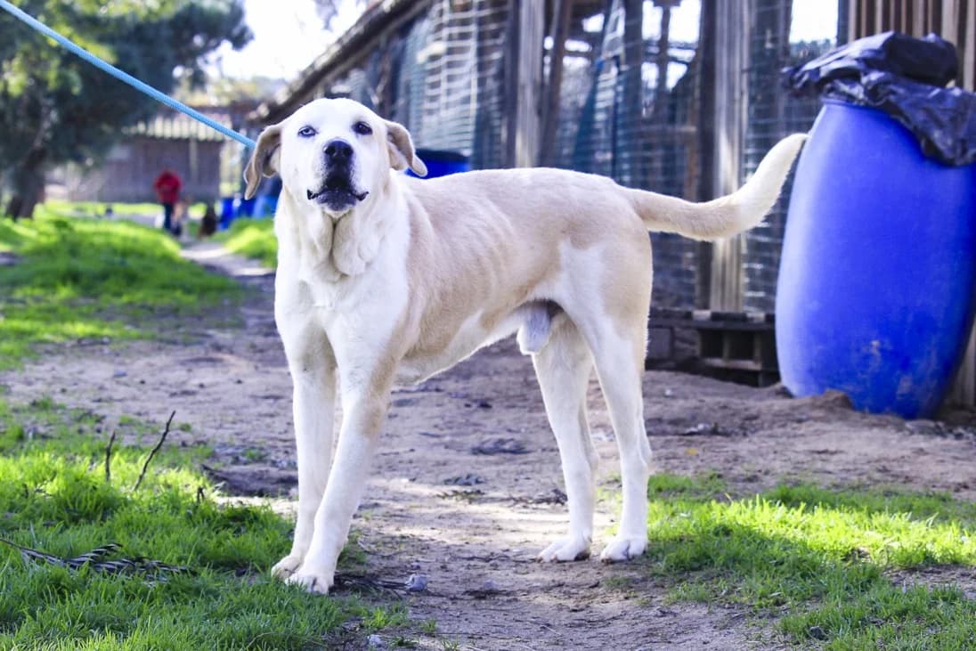 BOWIE, Castanho e Branco male 3yo Mixed Breed for adoption at O Cantinho da Milu, Lisbon