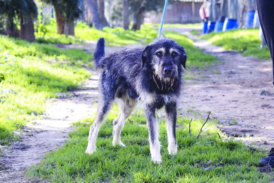 EUSEBIO, Mixed Breed (O Cantinho da Milu)