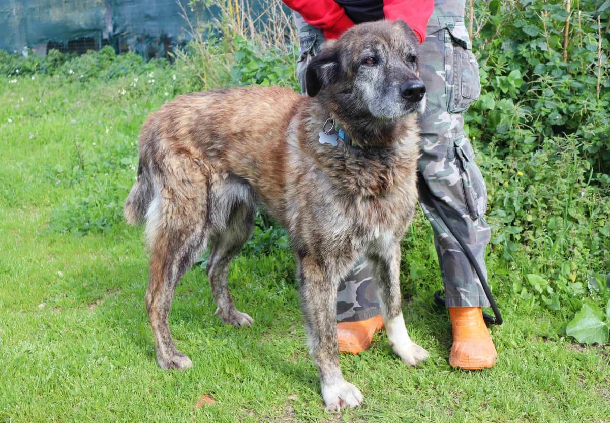 PANDORA, Mixed Breed (O Cantinho da Milu)