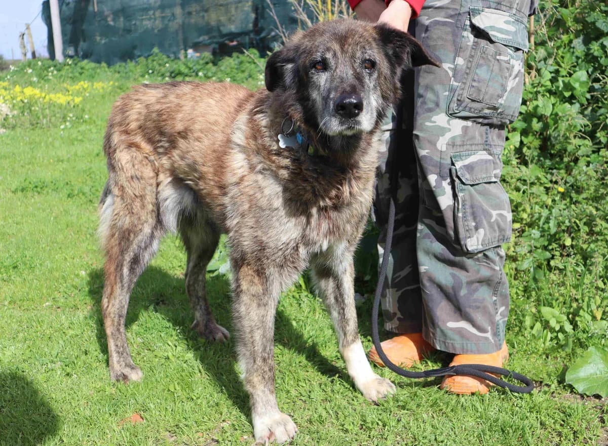 PANDORA, Castanho tigrado female senior Mixed Breed for adoption at O Cantinho da Milu, Lisbon