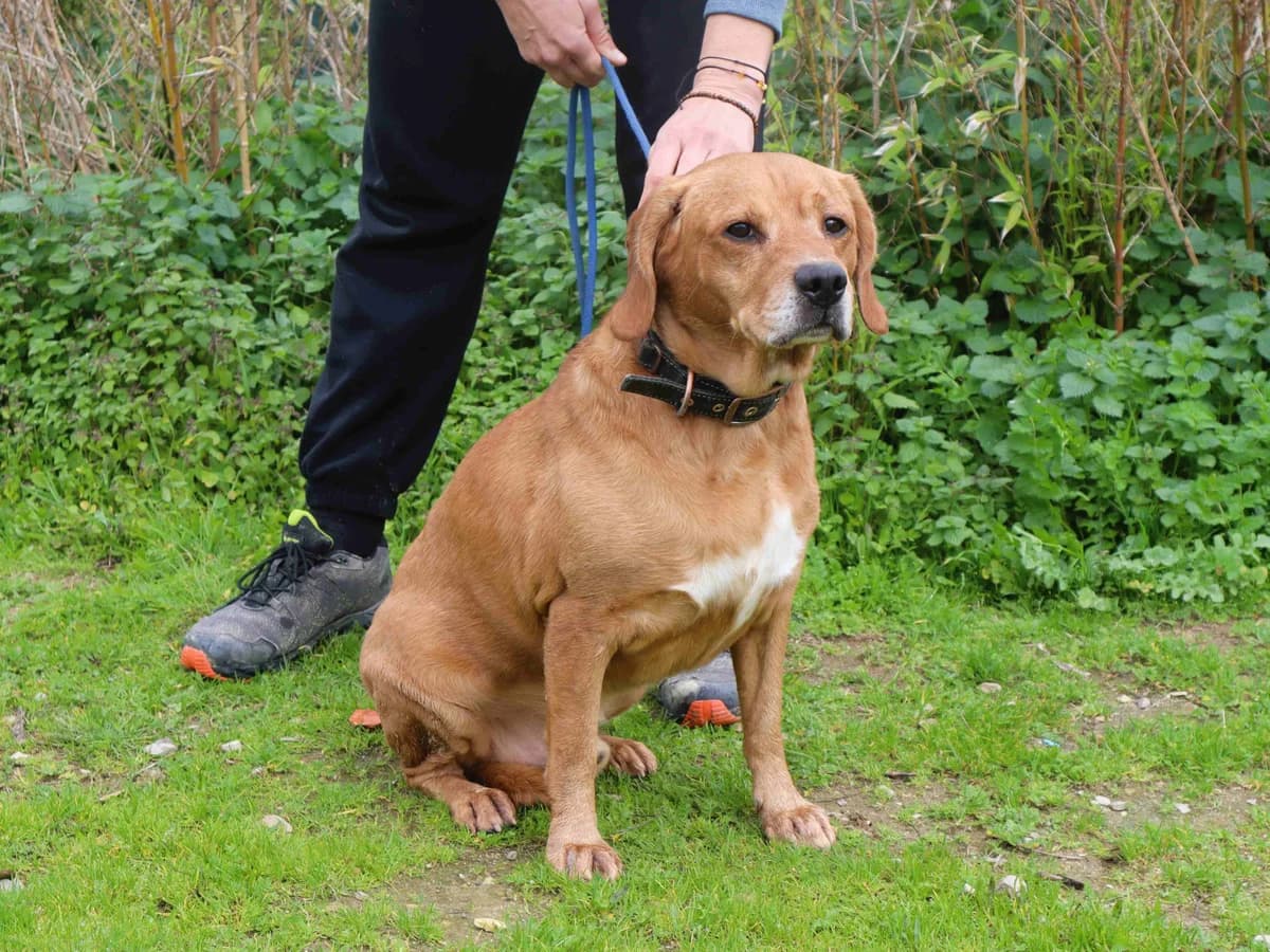 COOPER, Mixed Breed (O Cantinho da Milu)