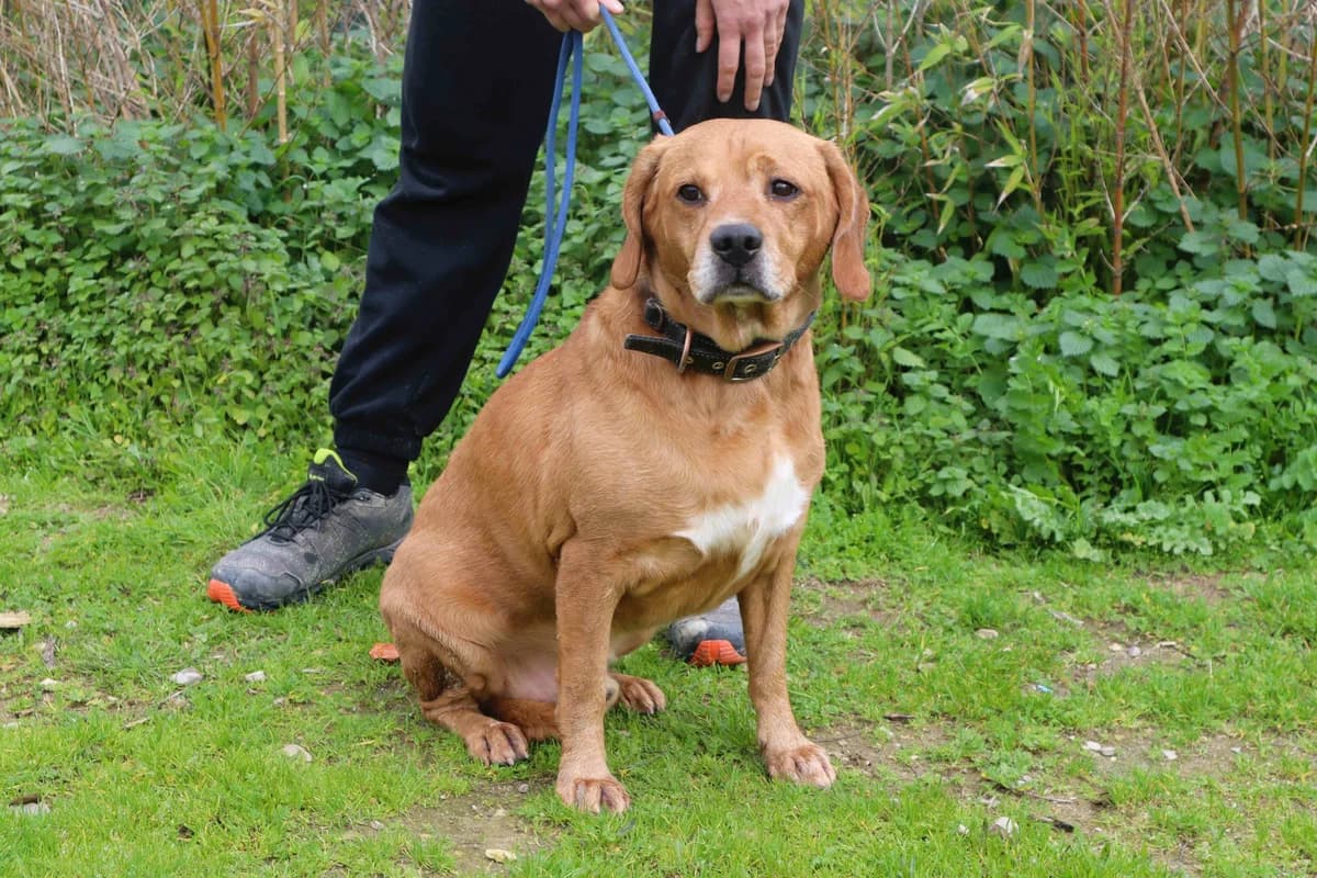 COOPER, Castanho male 7yo Mixed Breed for adoption at O Cantinho da Milu, Lisbon