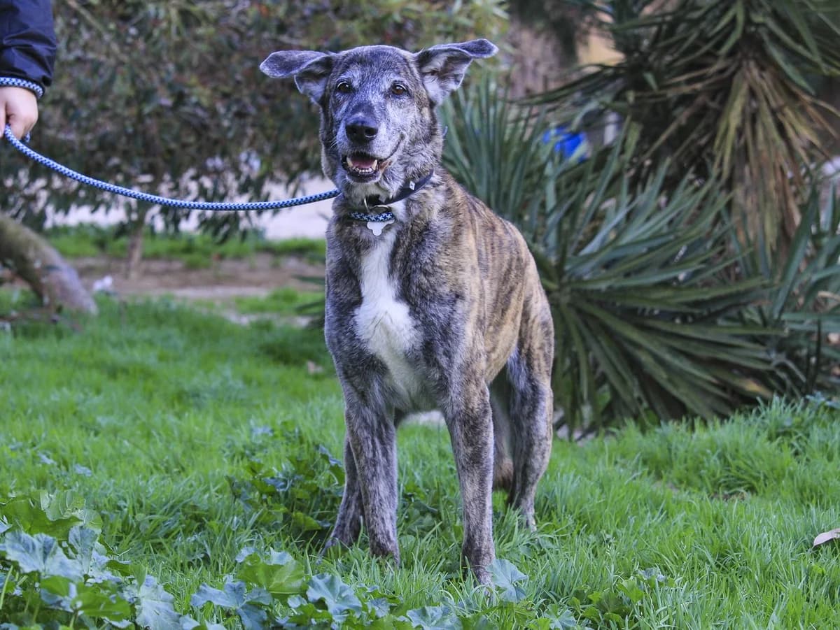 ARA, Mixed Breed (O Cantinho da Milu)